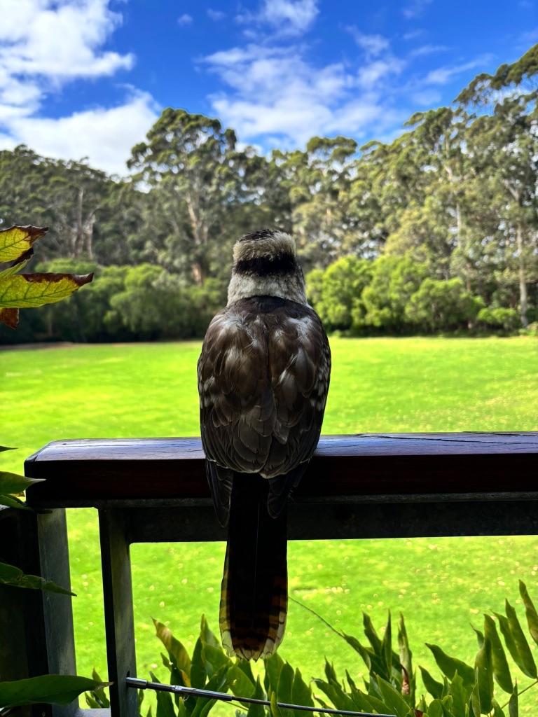 Bird’s-eye view